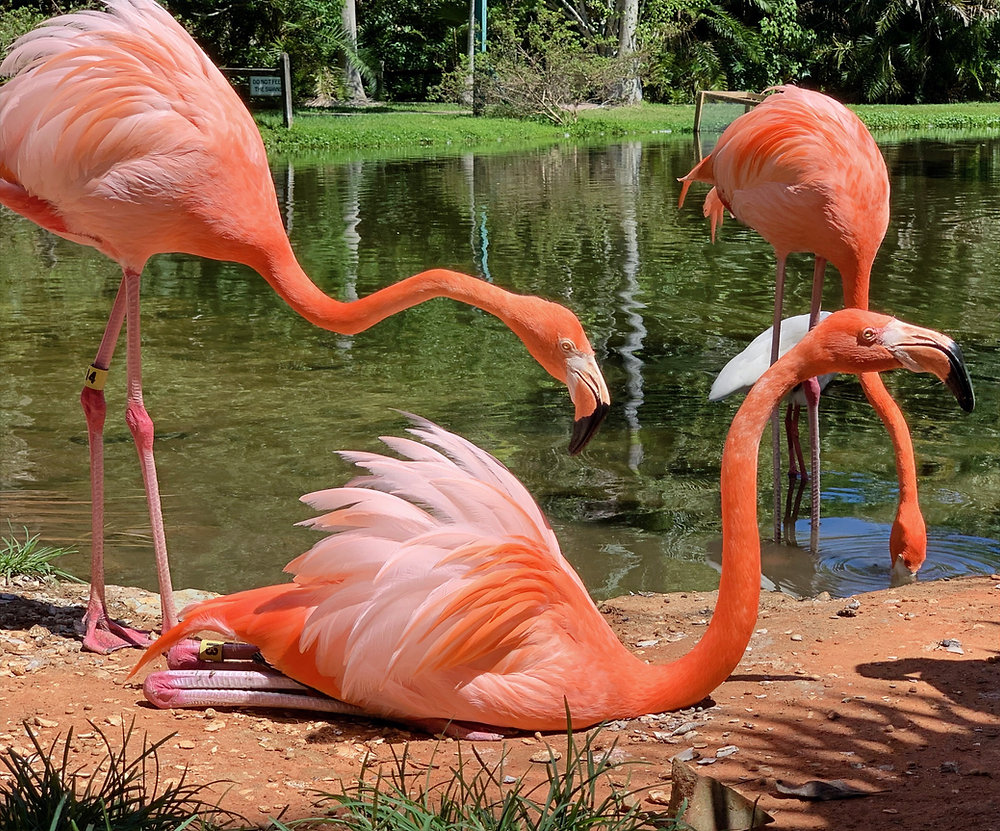 Sarasota Jungle Gardens
