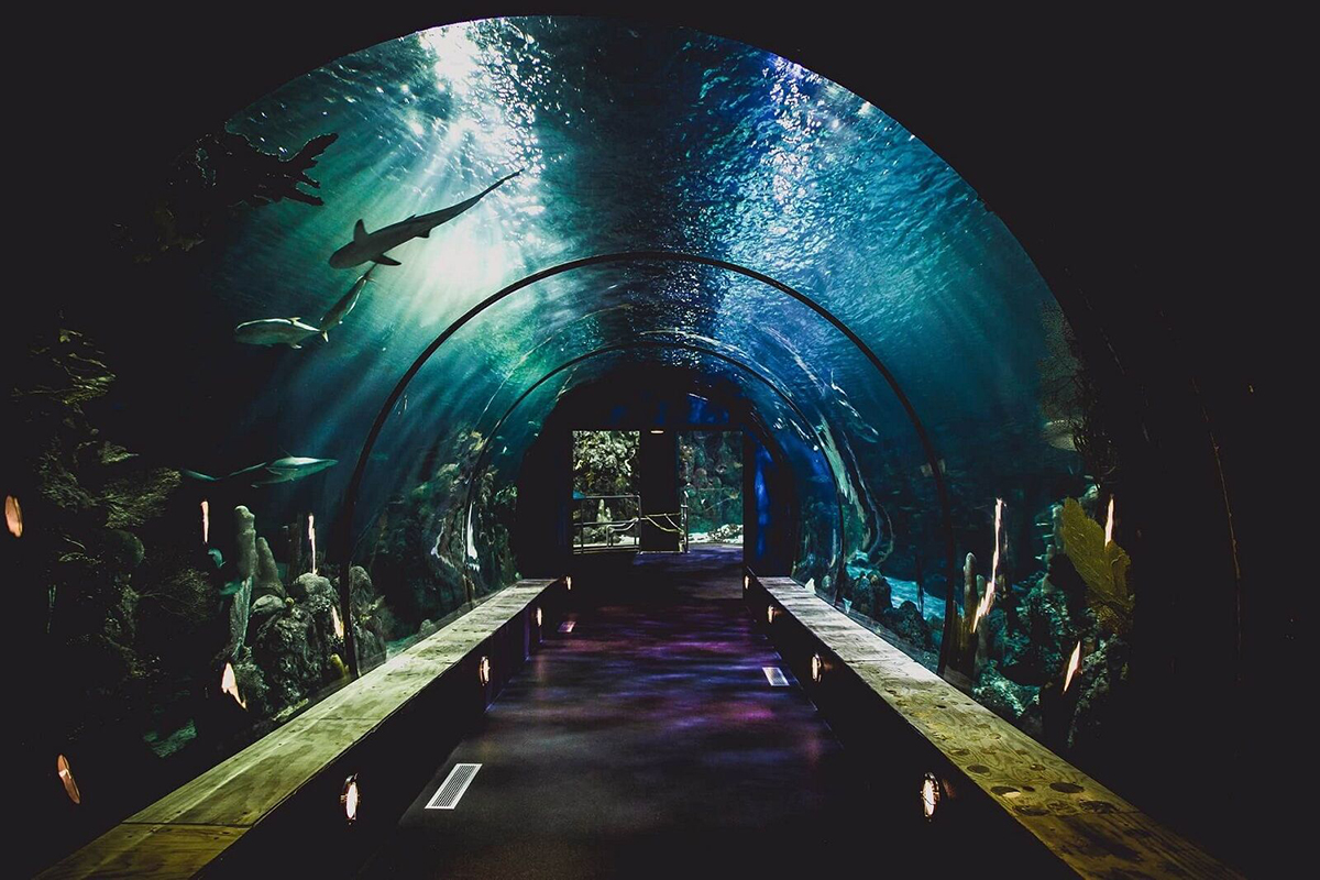 Mote Marine Laboratory and Aquarium
