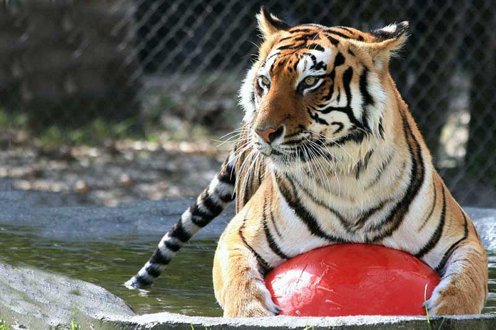 Big Cat Habitat and Gulf Coast Sanctuary
